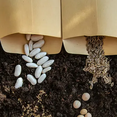 Row of seed packets with seeds spilling out